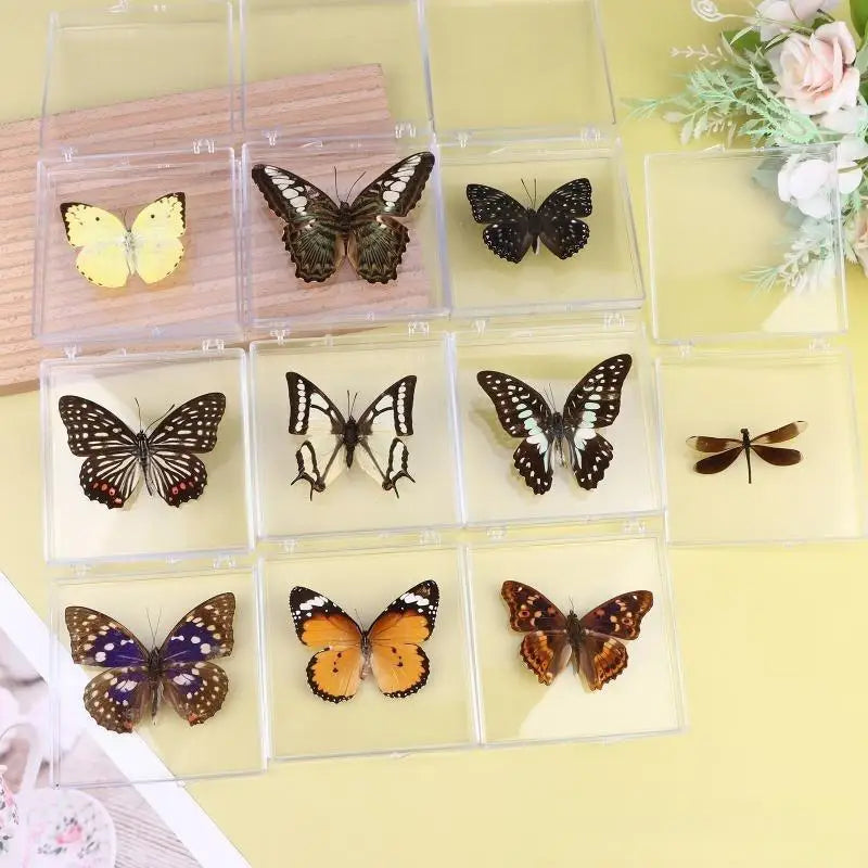 Artificial Chinese Butterfly Specimen – Home Decor & Gift Decorative Specimen Axl