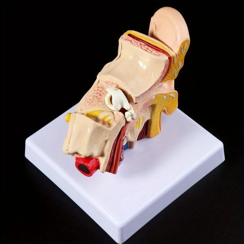 Human Ear Anatomy Model – 1.5x Life Size Teaching Tool Anatomy Teaching Model Axl