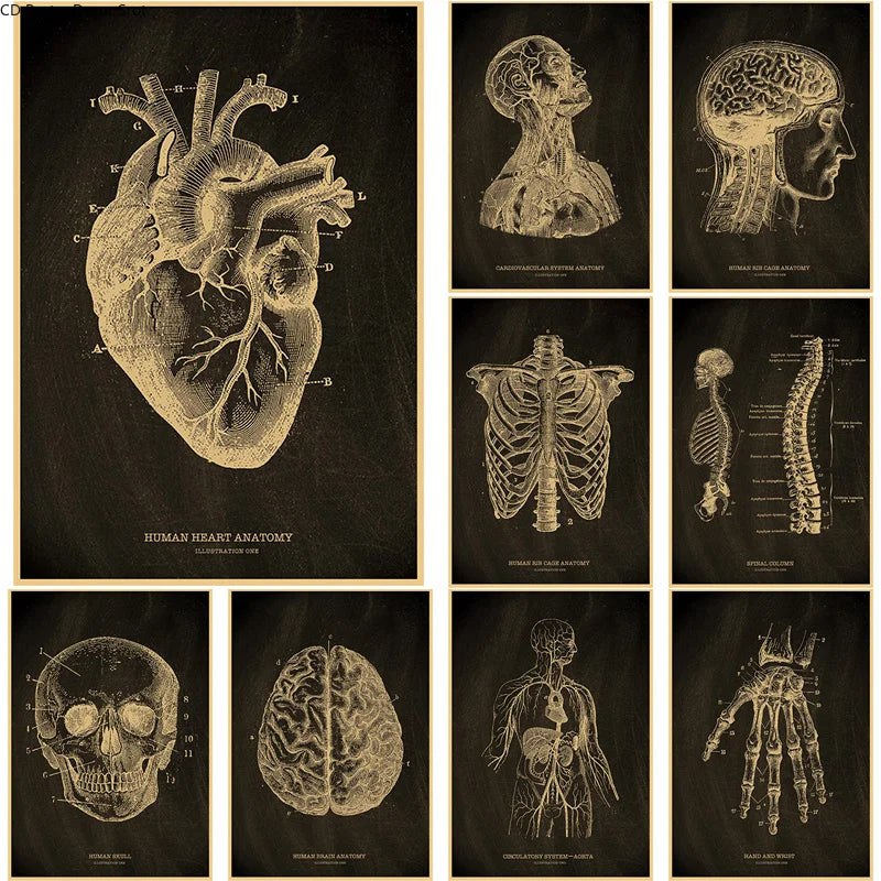 Anatomical Skeleton Vintage Kraft Paper Poster | Medical Wall Art Wall Art Poster Axl