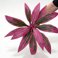55cm Artificial Dragon Blood Tree Faux Plant Tabletop Decor Artificial Plant Decor Axl 12 leaves