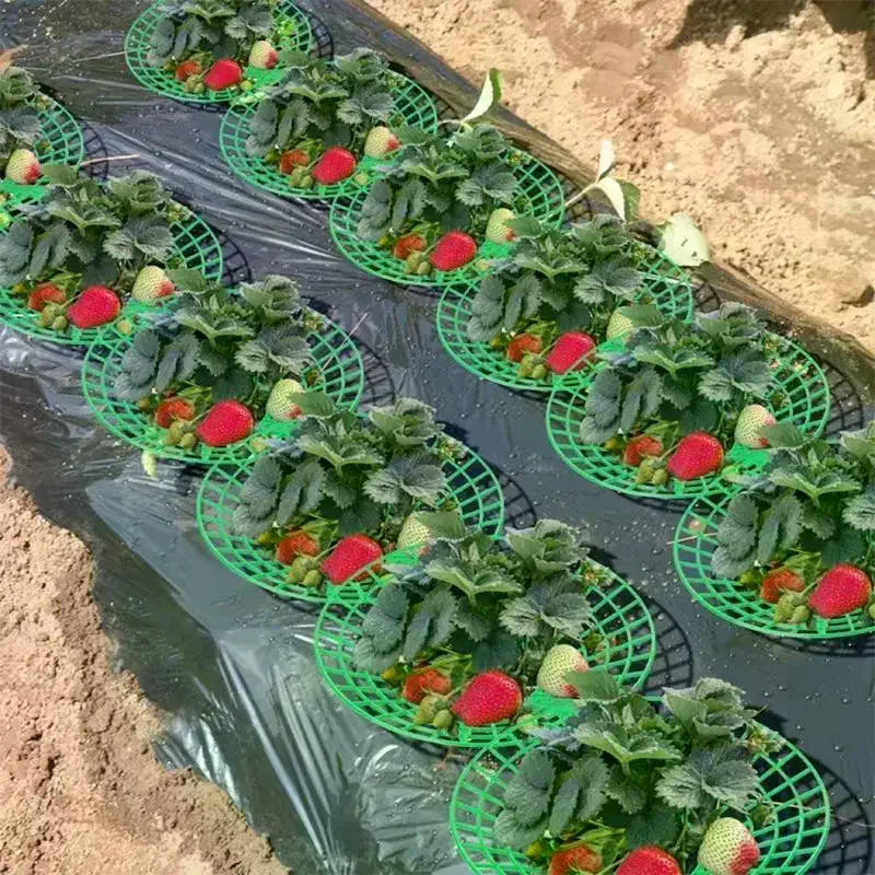 Strawberry Plant Support Stand – Round Pot Growing Rack Plant Support Rack Axl