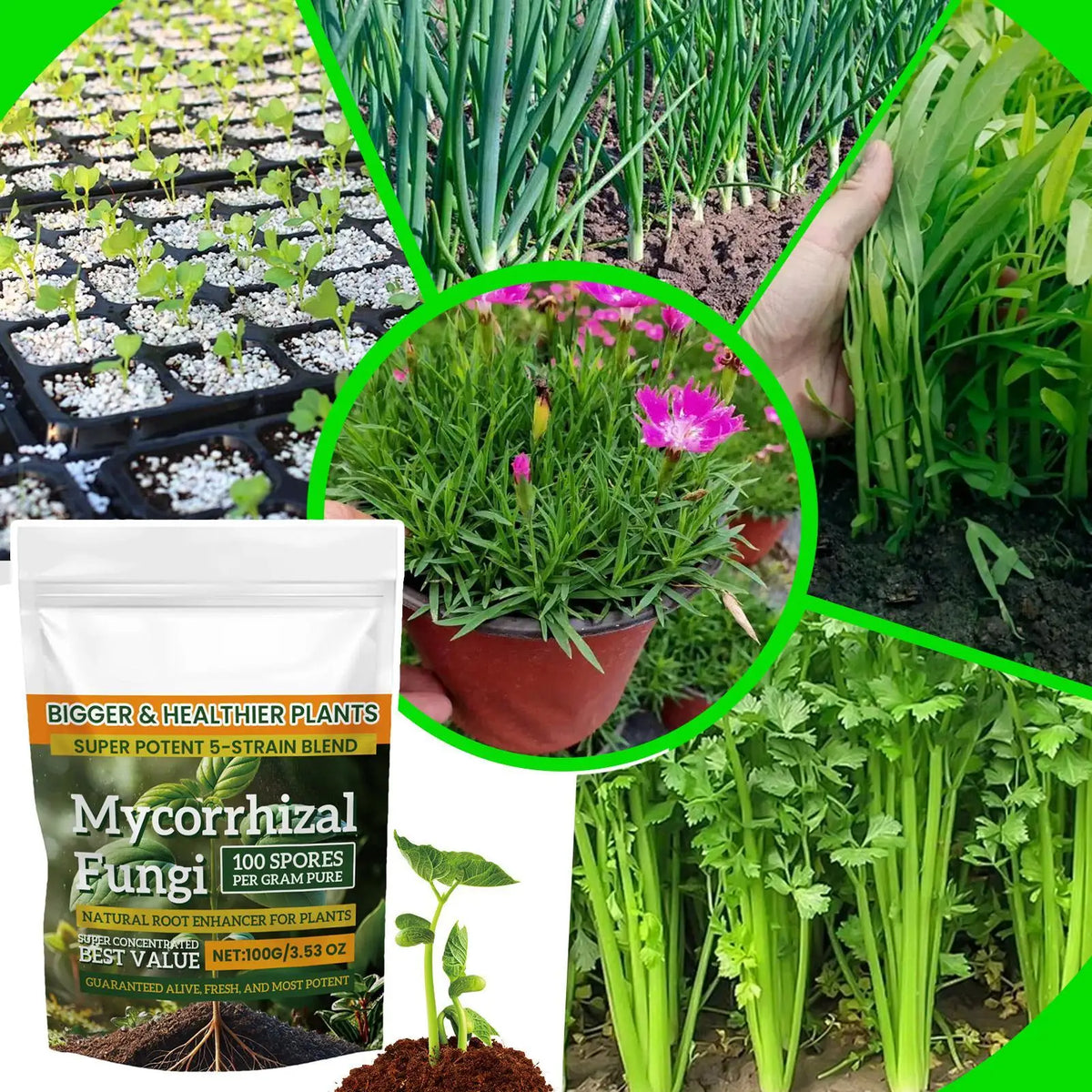 Plant Growth Enhancer Powder 100g – Root & Nutrient Fertilizer Plant Fertilizer Powder Axl