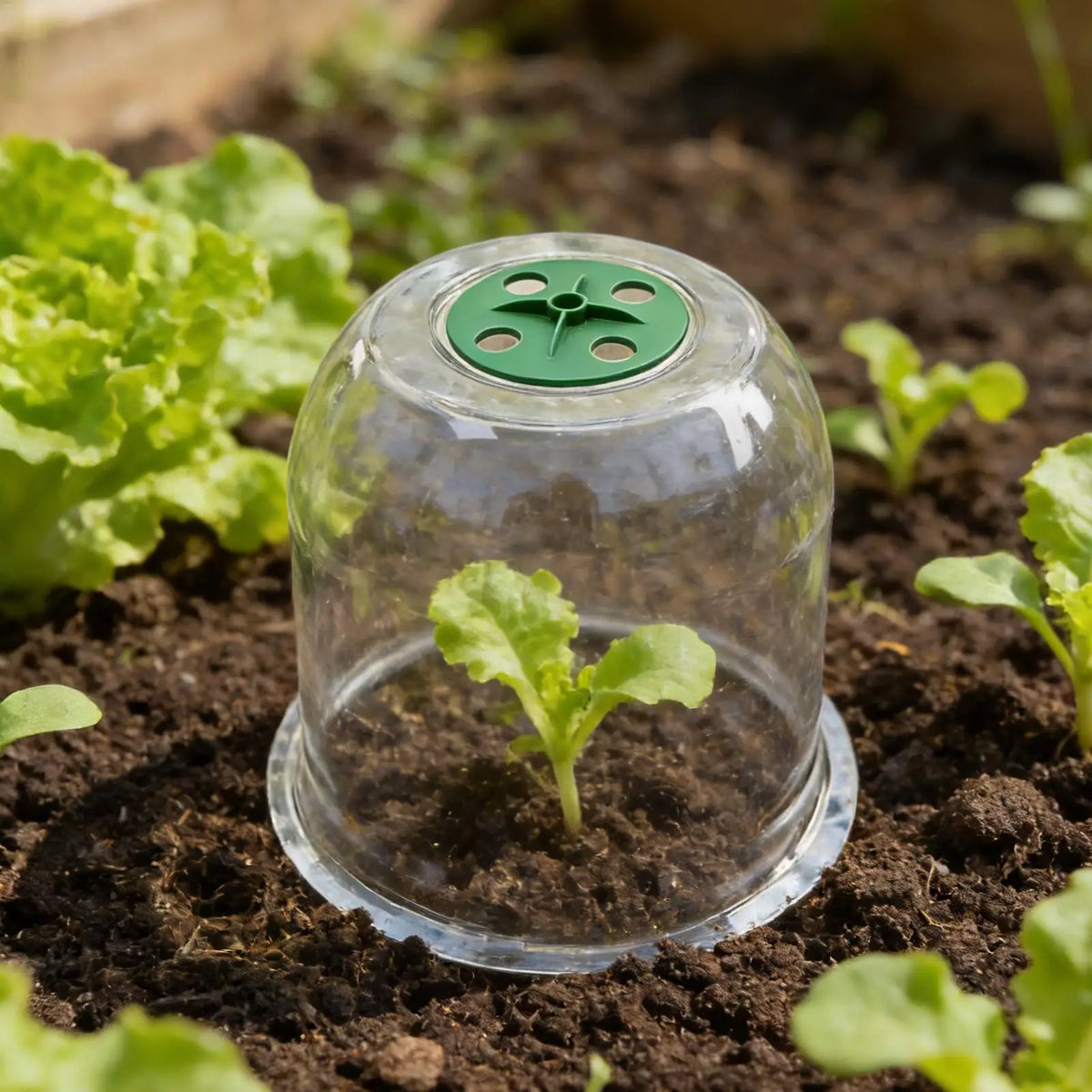 Seedling Protection Cover – Frost, Insect & Bird Guard Seedling Protect Cover Axl