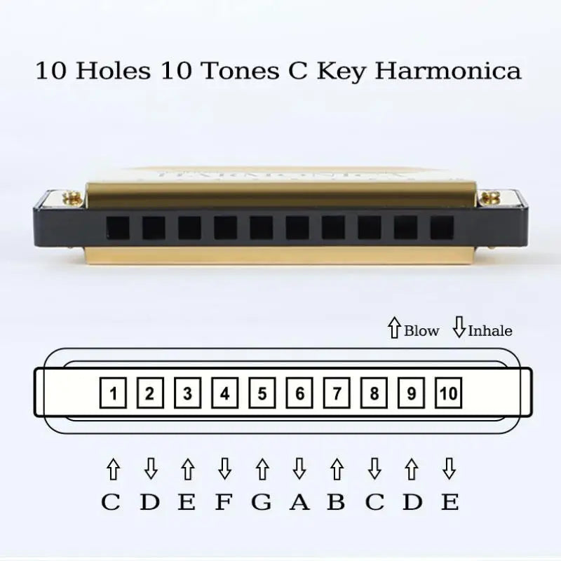 10-Hole Harmonica Key of C with Case | Beginner Gift Beginner Harmonica Axl