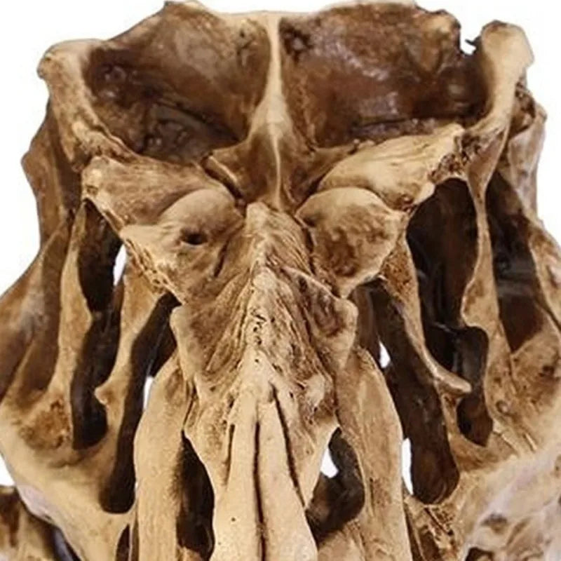 Resin Dinosaur Skull Fossil Model – Halloween & Room Decor Decorative Figurine Axl