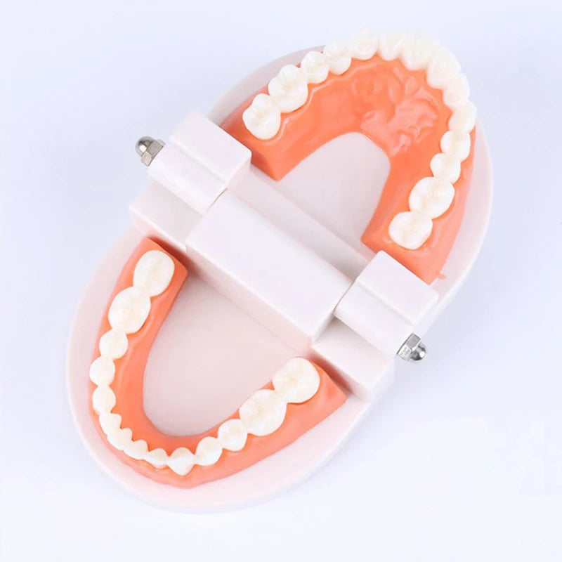 Adult Typodont Teeth Model – Dental Teaching Denture Display Dental Teaching Model Axl