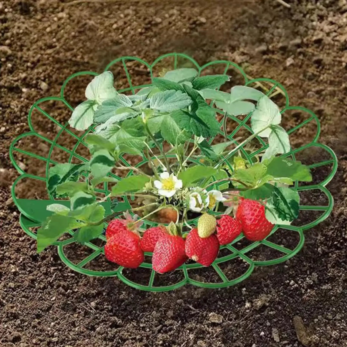 Strawberry Plant Support Frame – Potted Growing Rack Plant Support Frame Axl