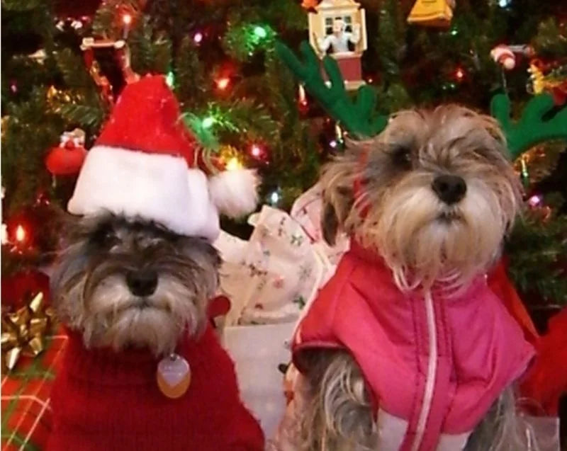 Christmas Santa Hat for Cats & Dogs – Xmas Pet Costume Pet Costume Hat Axl