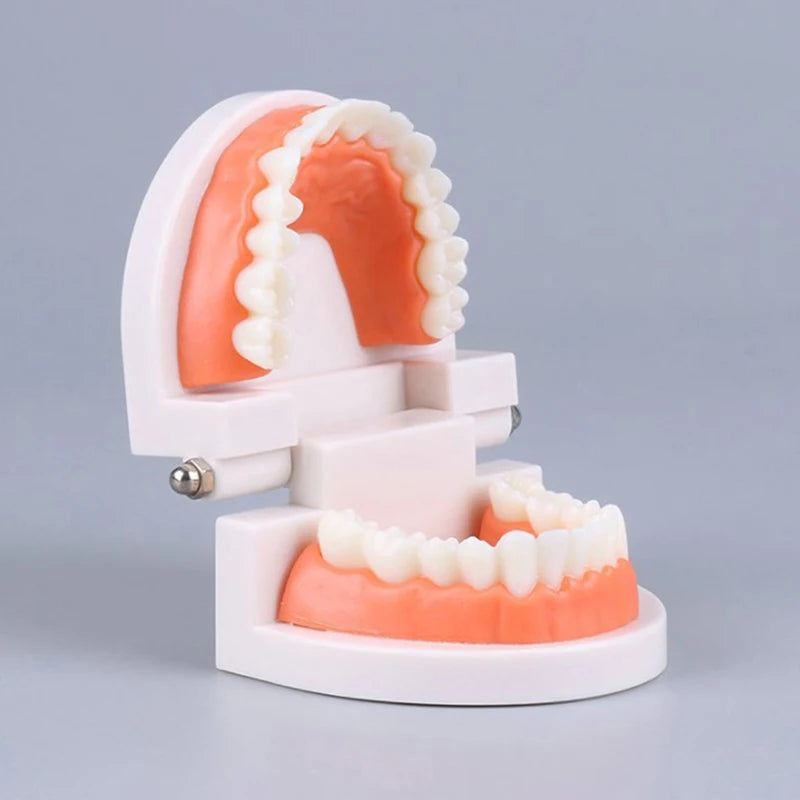 Adult Typodont Teeth Model – Dental Teaching Denture Display Dental Teaching Model Axl