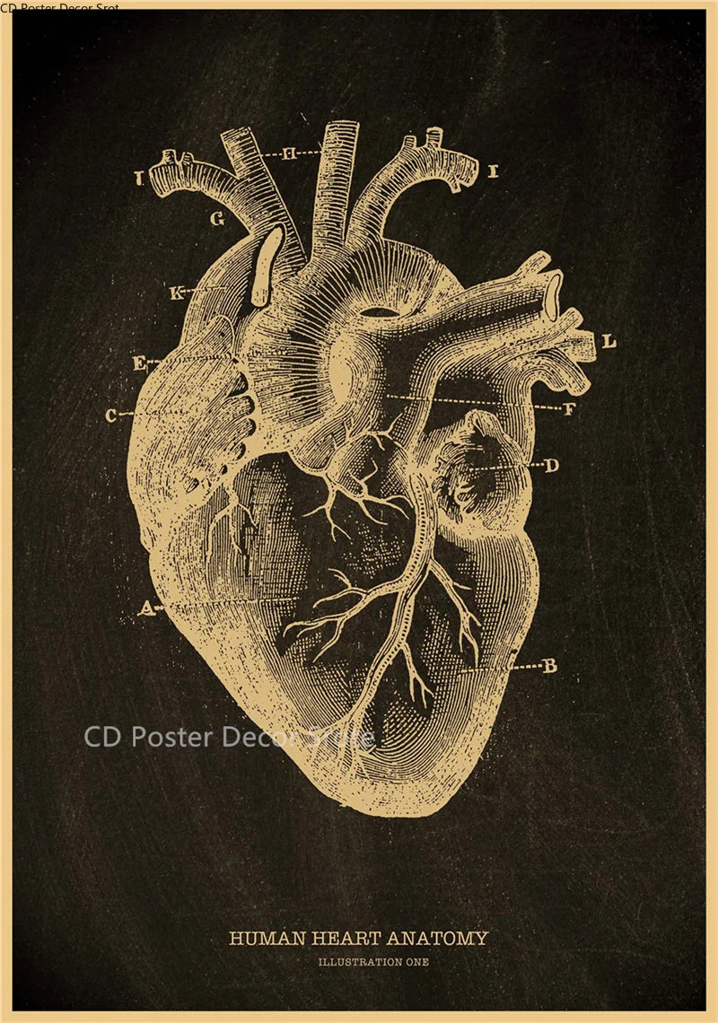 Anatomical Skeleton Vintage Kraft Paper Poster | Medical Wall Art Wall Art Poster Axl