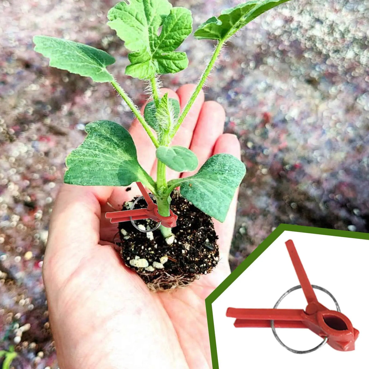 50-Pack Plant Grafting Clips – ABS Vegetable & Melon Clamps Plant Grafting Clips Axl