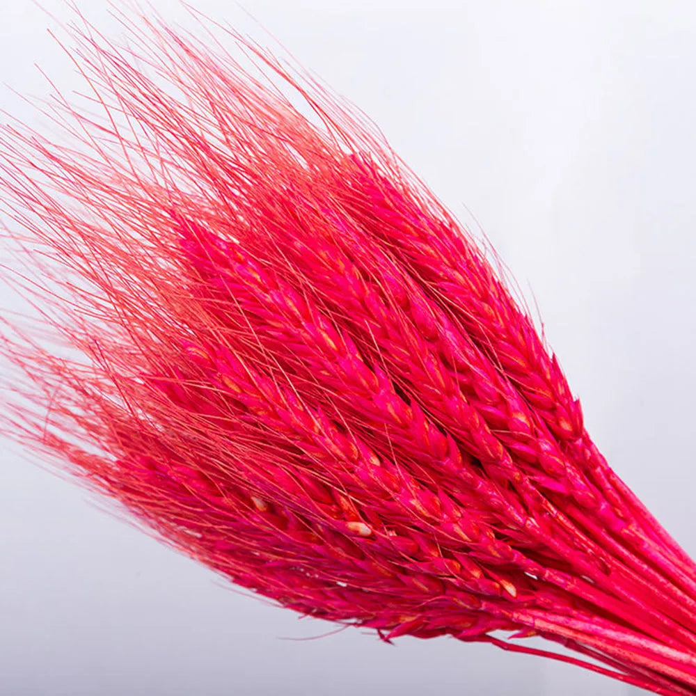 Natural Dried Wheat Spikes Bouquet – Boho Wedding & Home Decor Dried Flower Bouquet Axl Red 150PCS