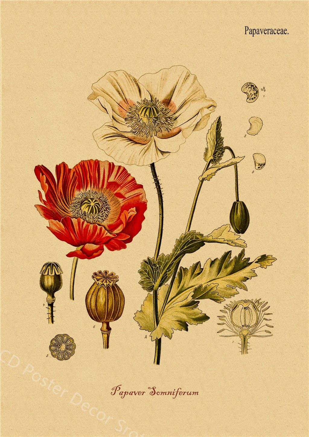 Botanical Herb & Flower Retro Kraft Paper Poster | Vintage Wall Art