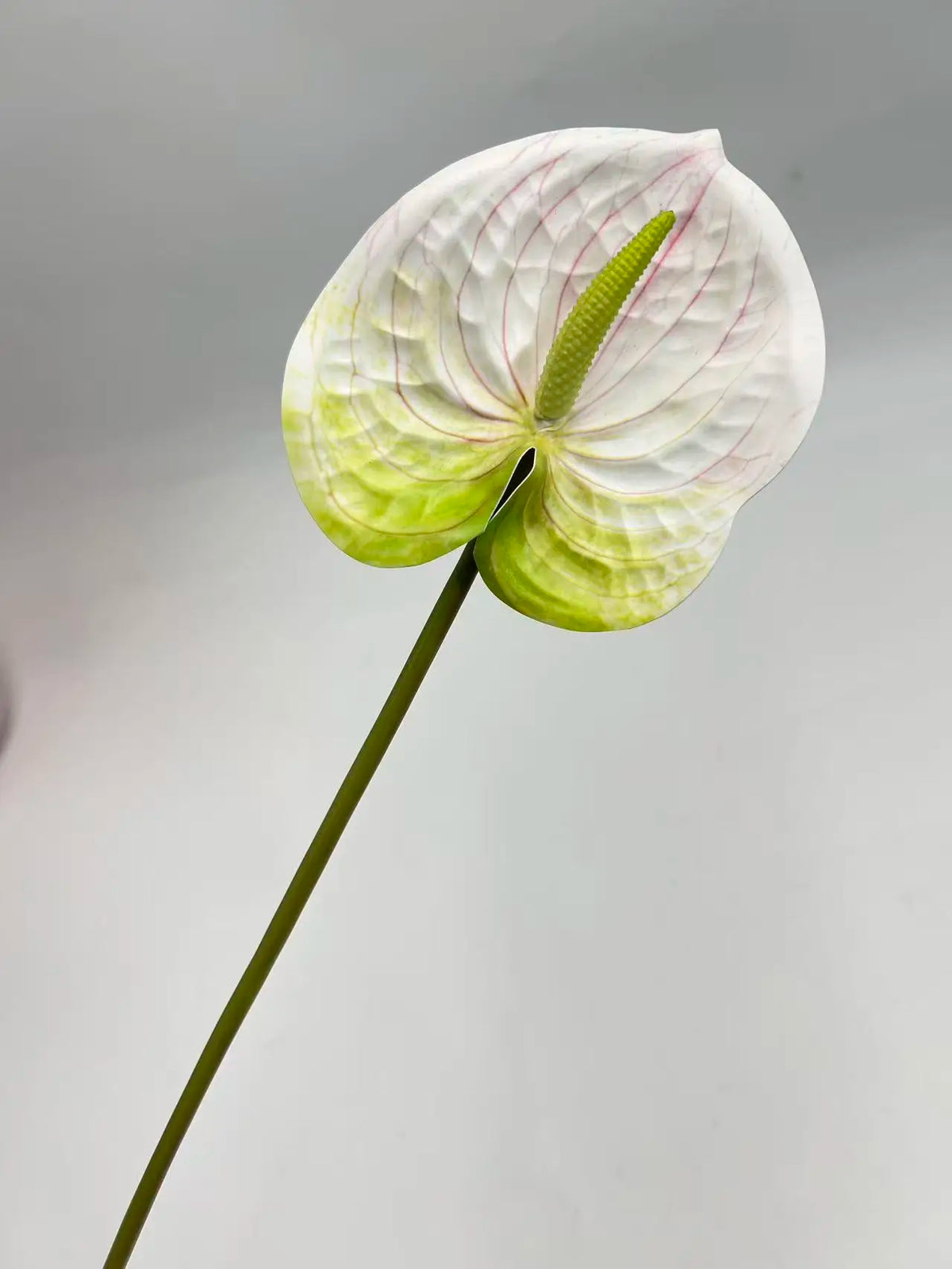 Burgundy Artificial Anthurium Stem 60cm | Faux Floral Branch Artificial Flower Stem Axl white green
