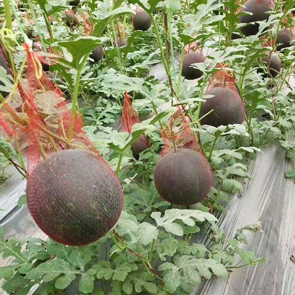 100 PCS Watermelon Net Bags – Drawstring Mesh Hammock Cradles Garden Fruit Net Bags Axl