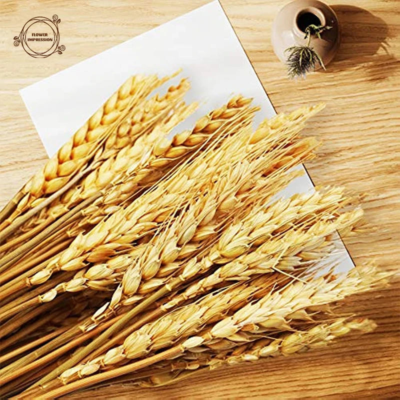 Dried Wheat Stalks 50/100/200 PCS – Natural Boho Home Decor Dried Flower Stems Axl