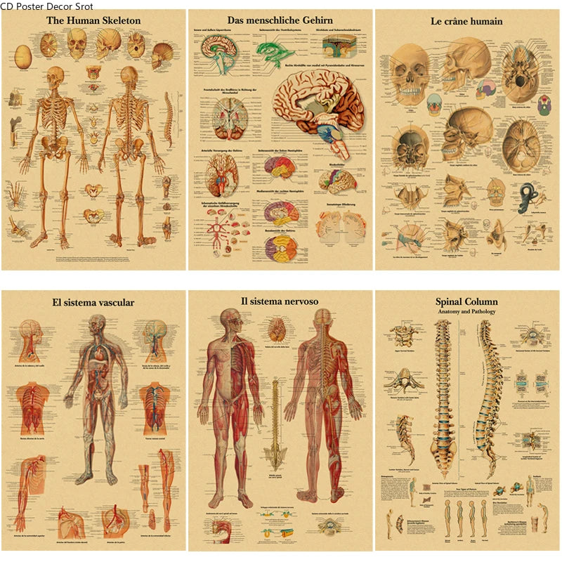 Retro Human Body Anatomy Poster | Kraft Paper Wall Art Anatomy Wall Poster Axl