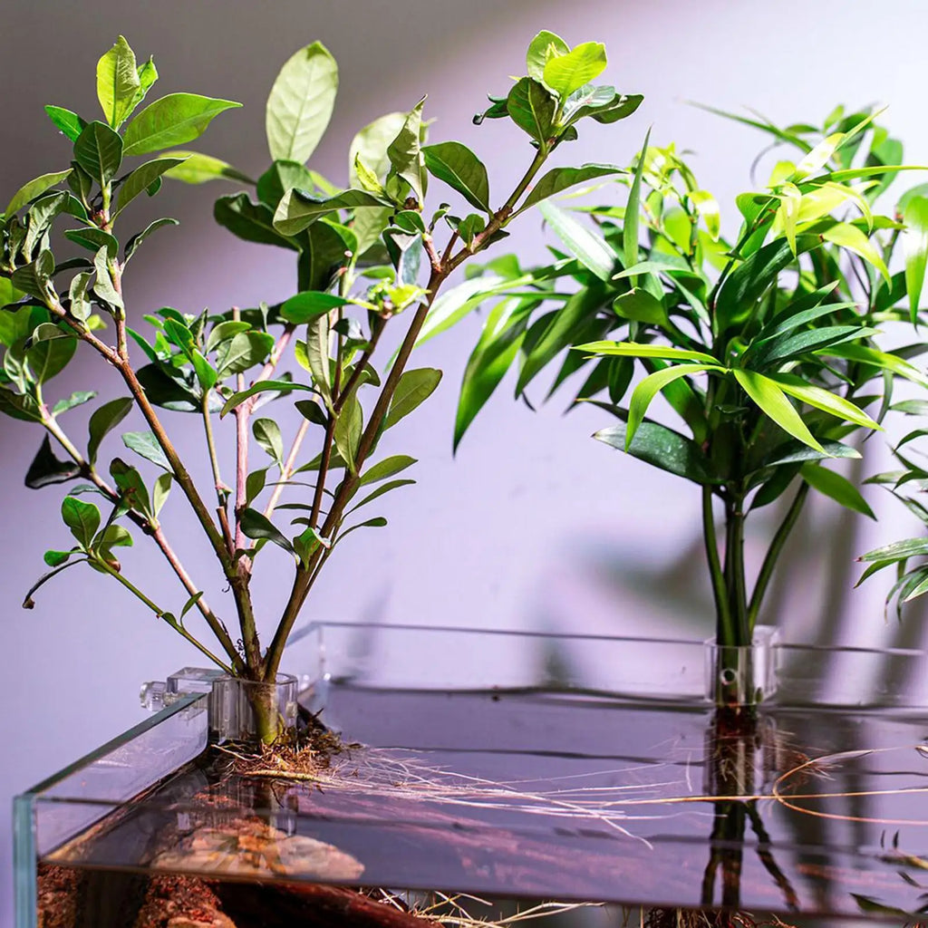 Aquarium Plant Holder 6-Pack – Clear Hangable Fish Tank Brackets Aquarium Plant Holder Axl