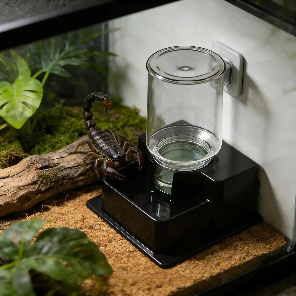 Reptile Water Fountain Dish – Terrarium Dispenser for Lizards Reptile Water Dispenser Axl