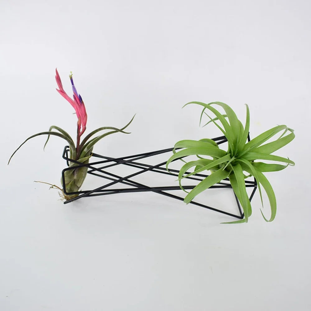 Nordic Geometric Iron Air Plant Holder | Tillandsia Stand Air Plant Stand Axl