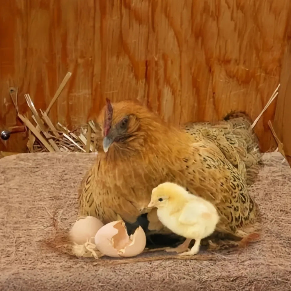 Coconut Fiber Chicken Nesting Pads – Reusable Hen Bedding Mat Poultry Nesting Pads Axl