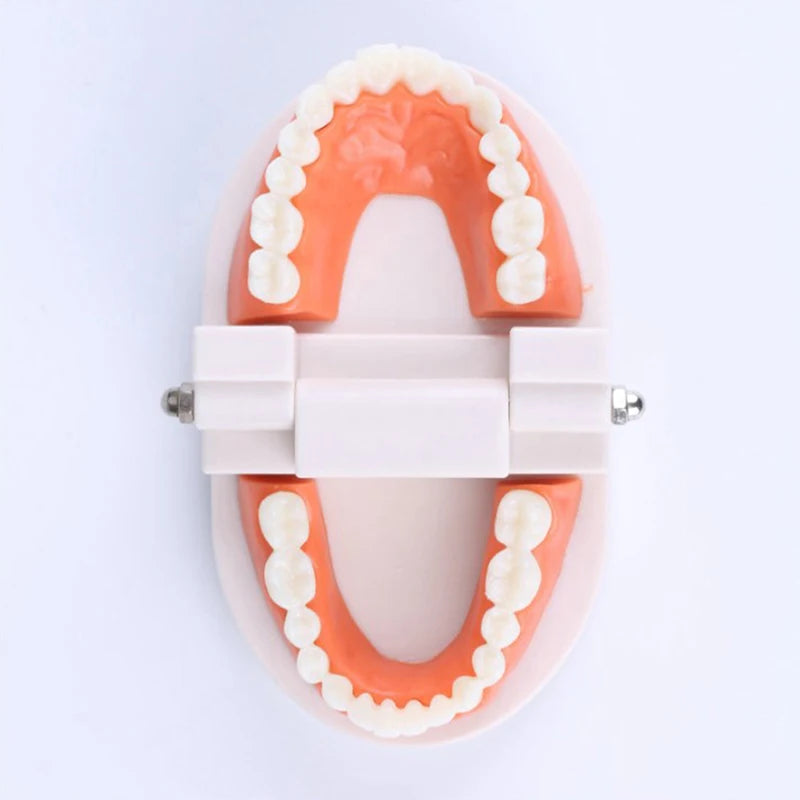 Adult Typodont Teeth Model – Dental Teaching Denture Display Dental Teaching Model Axl