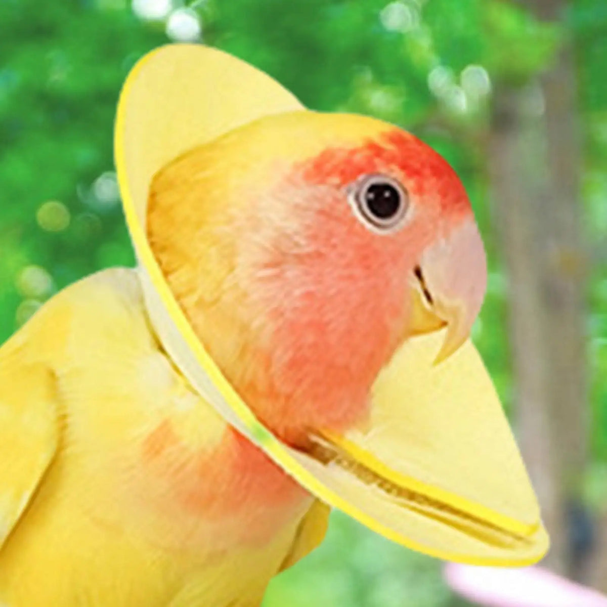 Soft Bird Elizabethan Collar – Cone for Cockatiels & Parrots Bird Protective Collar Axl
