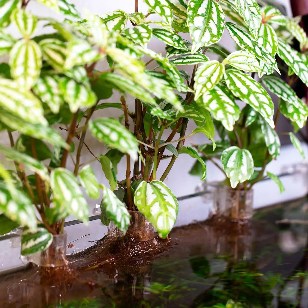 Aquarium Plant Holder 6-Pack – Clear Hangable Fish Tank Brackets Aquarium Plant Holder Axl