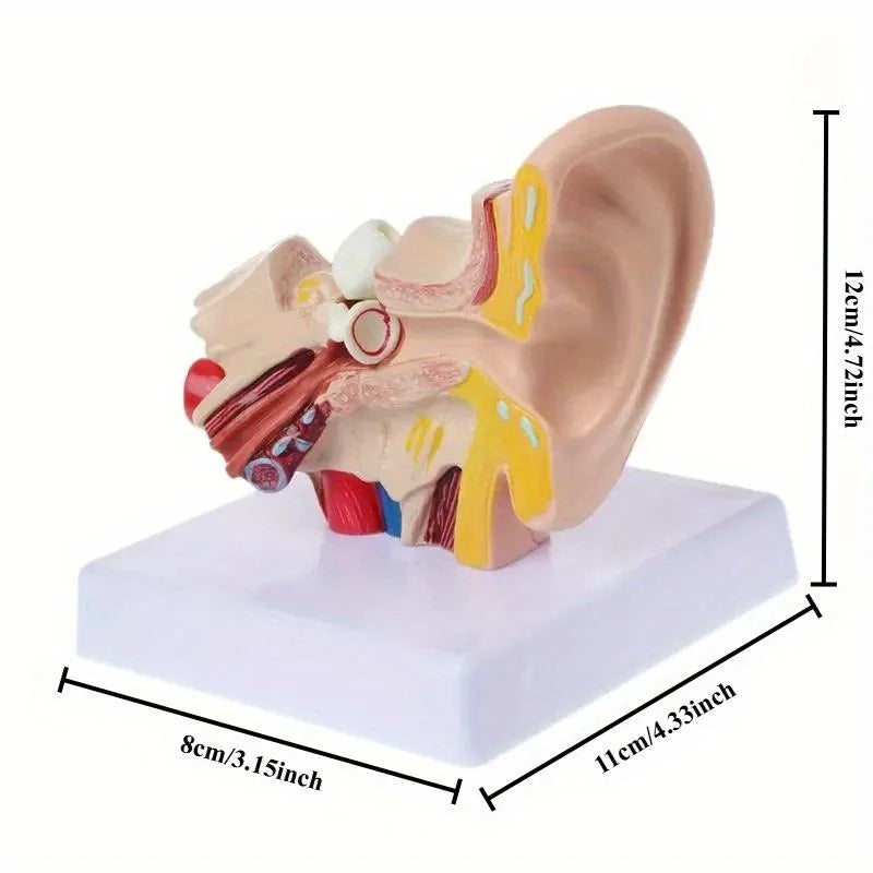 Human Ear Anatomy Model – 1.5x Life Size Teaching Tool Anatomy Teaching Model Axl