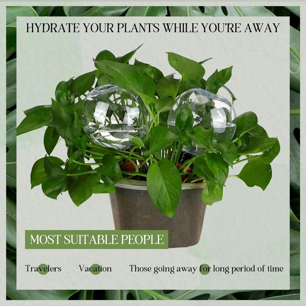500ml Automatic Plant Watering Globe – Self-Watering Spike Plant Watering Globe Axl