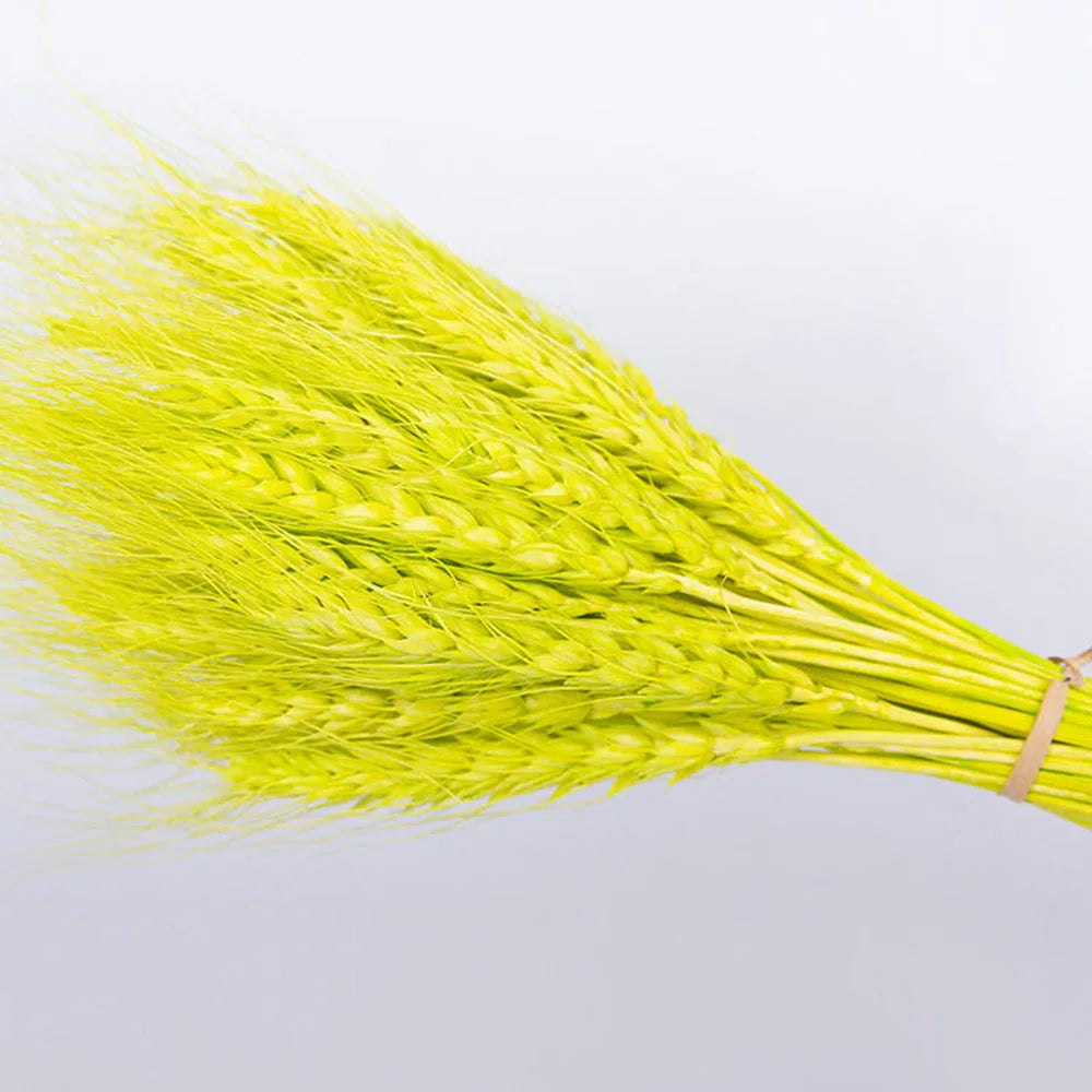 Natural Dried Wheat Spikes Bouquet – Boho Wedding & Home Decor Dried Flower Bouquet Axl Green 150PCS