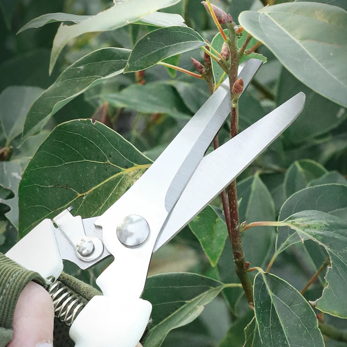 Stainless Steel Anvil Garden Pruner – Hand Pruning Shears Garden Pruning Shears Axl