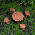 5-Piece Mini Tree Stump Resin Ornaments – Garden & Home Decor Garden Resin Ornament Axl 5Pcs