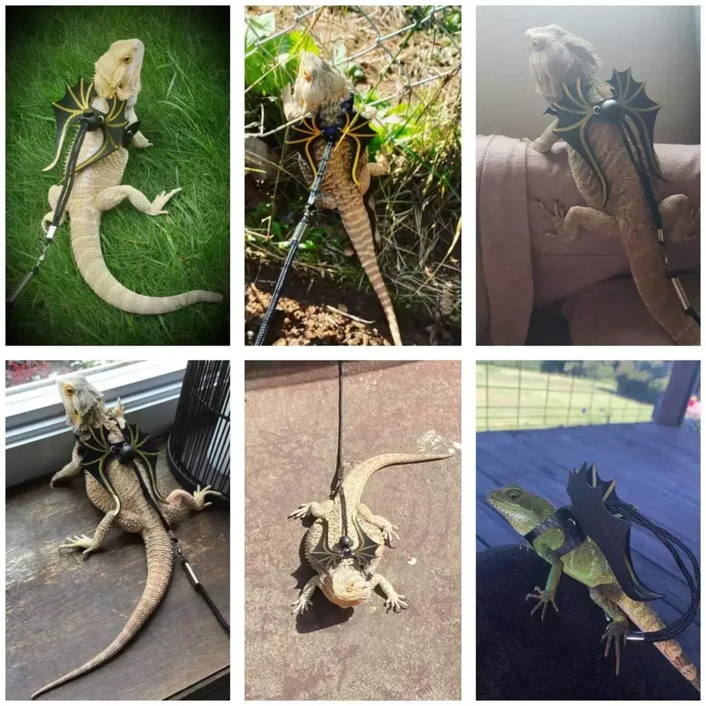 Bearded Dragon Dinosaur Wing Harness & Leash – 3 Size Pack Reptile Harness Leash Axl