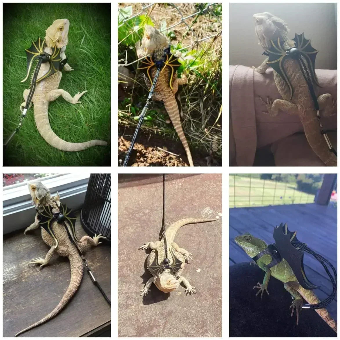 Bearded Dragon Dinosaur Wing Harness & Leash – 3 Size Pack Reptile Harness Leash Axl