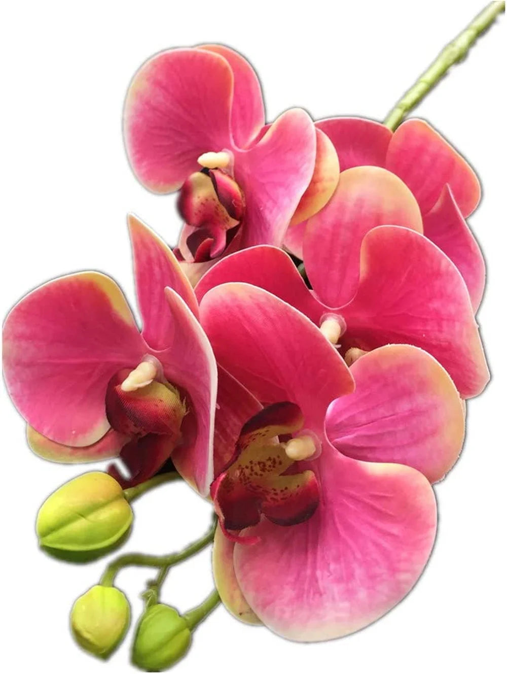 5-Head Real Touch Artificial Phalaenopsis Orchid Branch | 68cm Artificial Flower Branch Axl