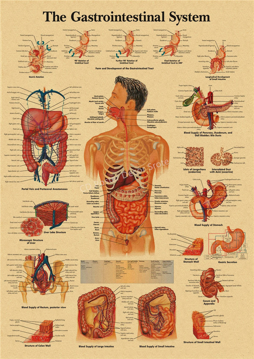 Retro Anatomy Skeleton Poster – Kraft Paper Wall Art A3/A4 Wall Art Poster Axl 19 A3 16.5x11.8inch
