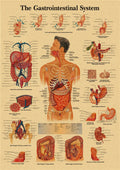 Retro Anatomy Skeleton Poster – Kraft Paper Wall Art A3/A4 Wall Art Poster Axl 19 A3 16.5x11.8inch
