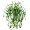 65cm Artificial Hanging Chlorophytum Vine Plant – Home Décor Artificial Hanging Plant Axl green