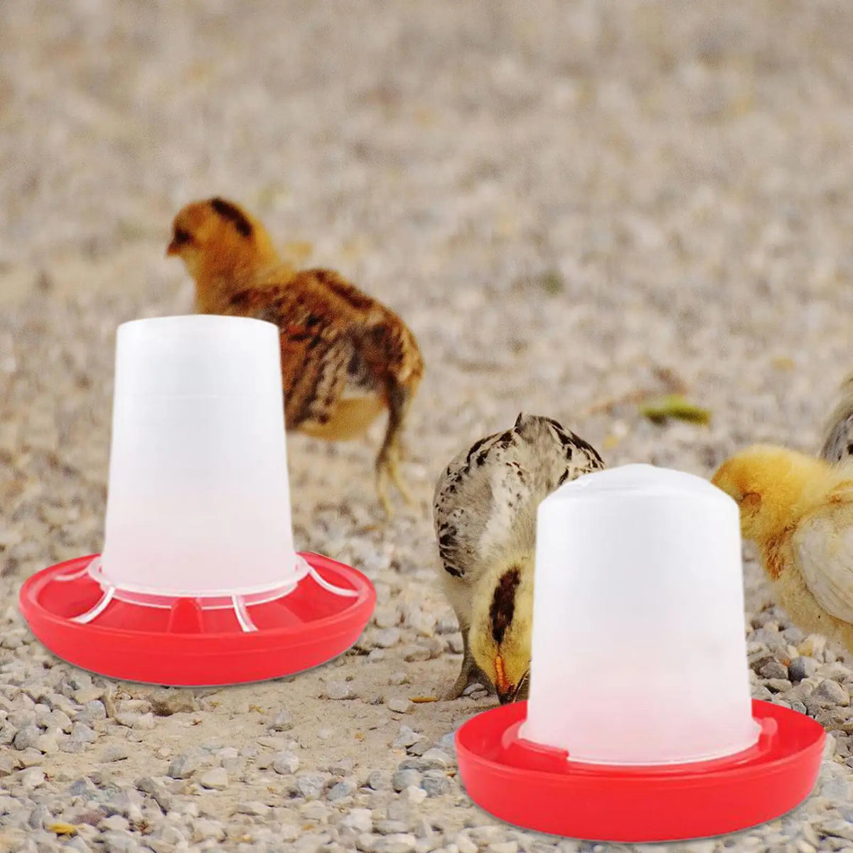 Automatic Chicken Waterer & Feeder Set | Gravity-Fed Poultry Poultry Waterer Feeder Axl