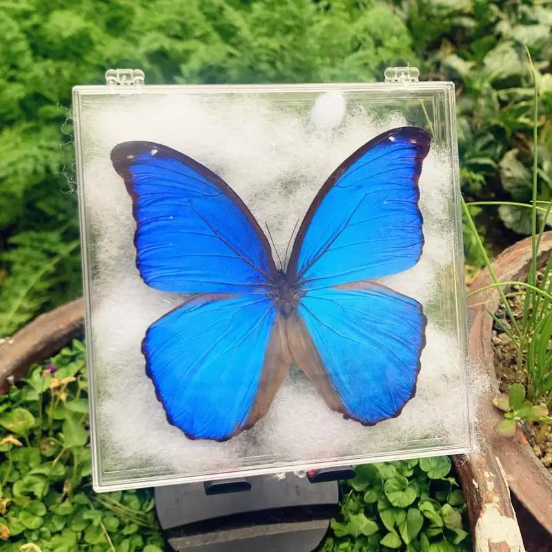 Artificial Chinese Butterfly Specimen – Home Decor & Gift Decorative Specimen Axl
