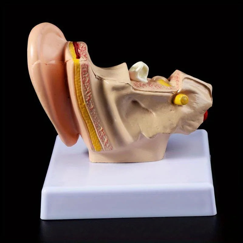 Human Ear Anatomy Model – 1.5x Life Size Teaching Tool Anatomy Teaching Model Axl