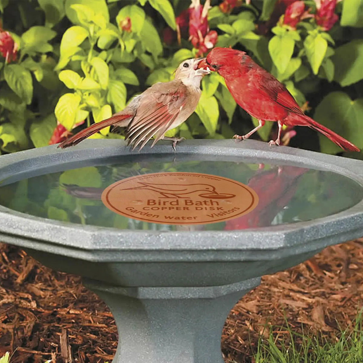 Copper Bird Bath Purification Disk – Natural Water Clarifier Bird Bath Accessory Axl