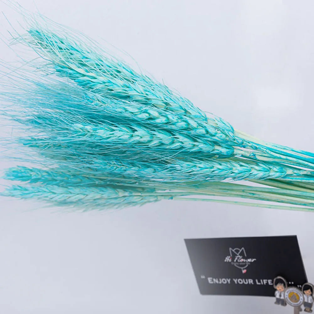 Natural Dried Wheat Spikes Bouquet – Boho Wedding & Home Decor Dried Flower Bouquet Axl Blue 50PCS