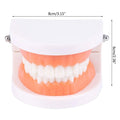 Adult Typodont Teeth Model – Dental Teaching Denture Display Dental Teaching Model Axl onesize