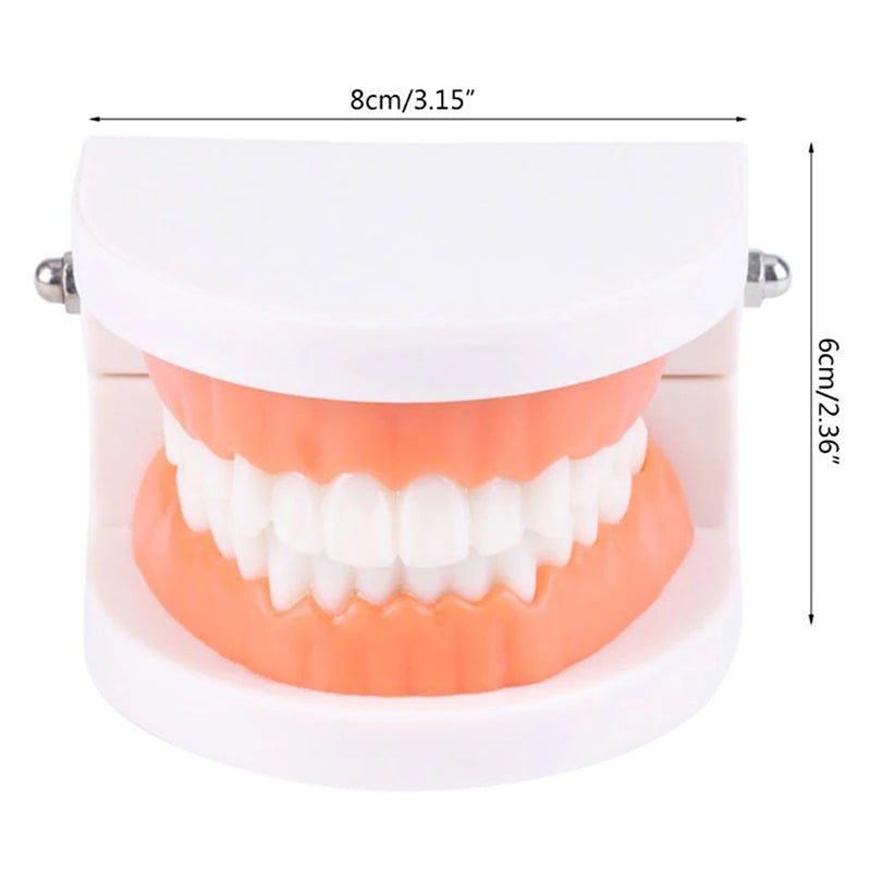 Adult Typodont Teeth Model – Dental Teaching Denture Display Dental Teaching Model Axl onesize