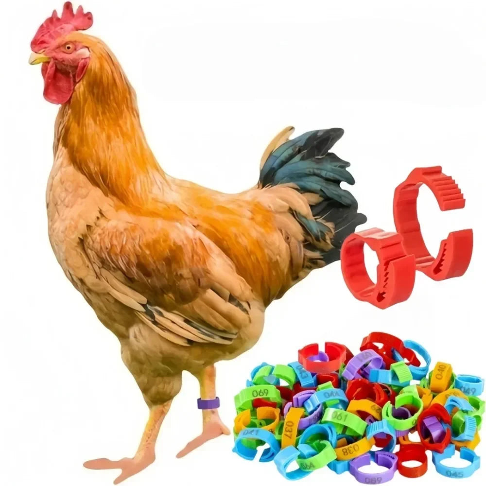50 Pcs Numbered Chicken Leg Bands – Adjustable Poultry Foot Rings Poultry Leg Bands Axl