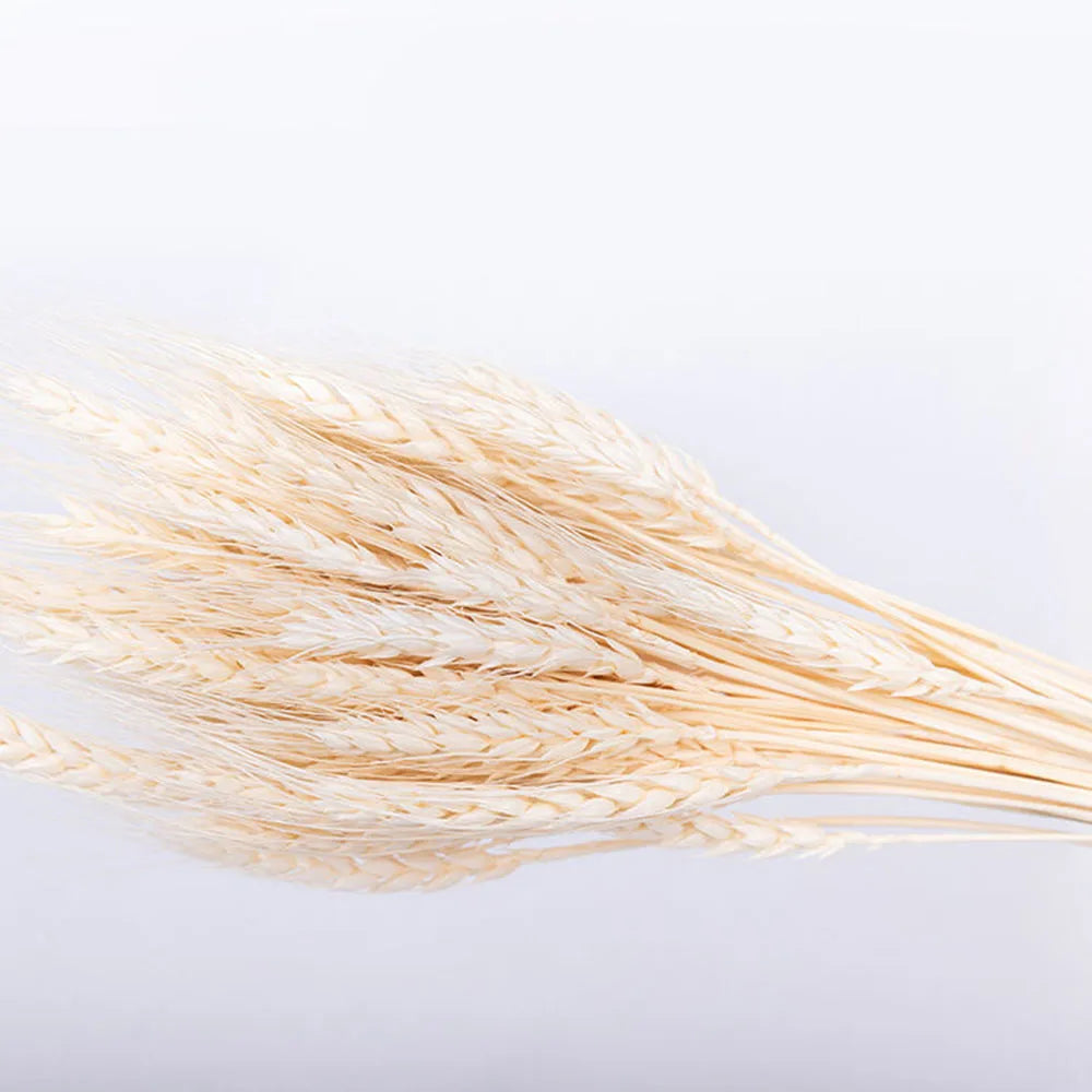 Natural Dried Wheat Spikes Bouquet – Boho Wedding & Home Decor Dried Flower Bouquet Axl White 150PCS
