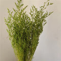 70g Dried Limonium Bouquet – Rustic Wedding & Home Décor Gift Dried Flower Bouquet Axl Green 70g