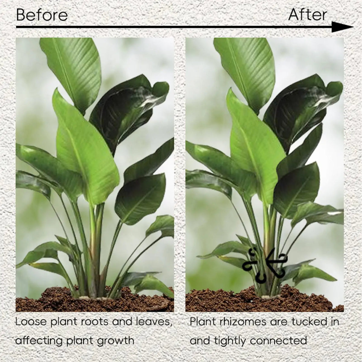 4-Piece Plant Stem Support Set – Climbing Plant Stake Holder Plant Stem Support Axl